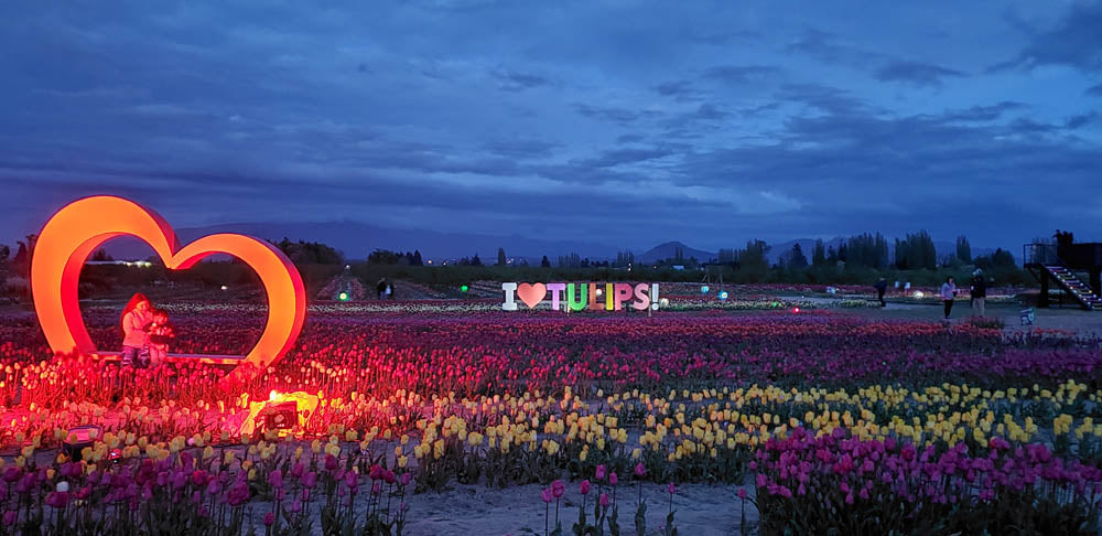 Night Bloom at Tulip Valley Farms