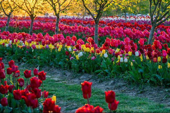 Tulip Festival View at Tulip Valley Farms