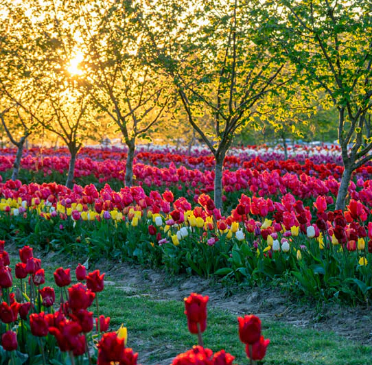 Field of colorful tulips at Tulip Valley Farms with trees and a sunset in the background