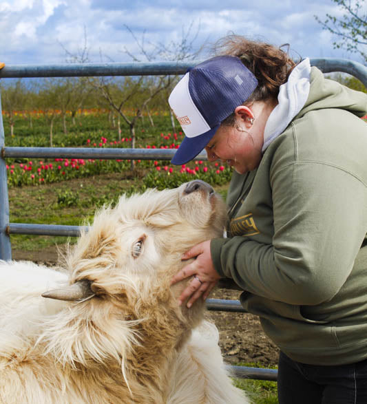 Micro Mini Highland Cows at Tulip Valley Farms