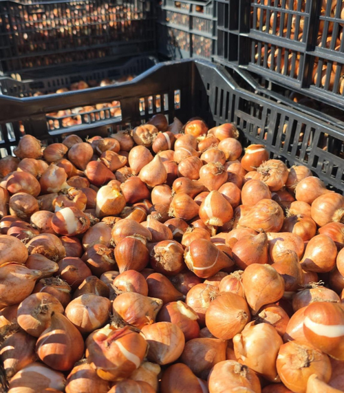 Tulip Valley Farms Bulbs