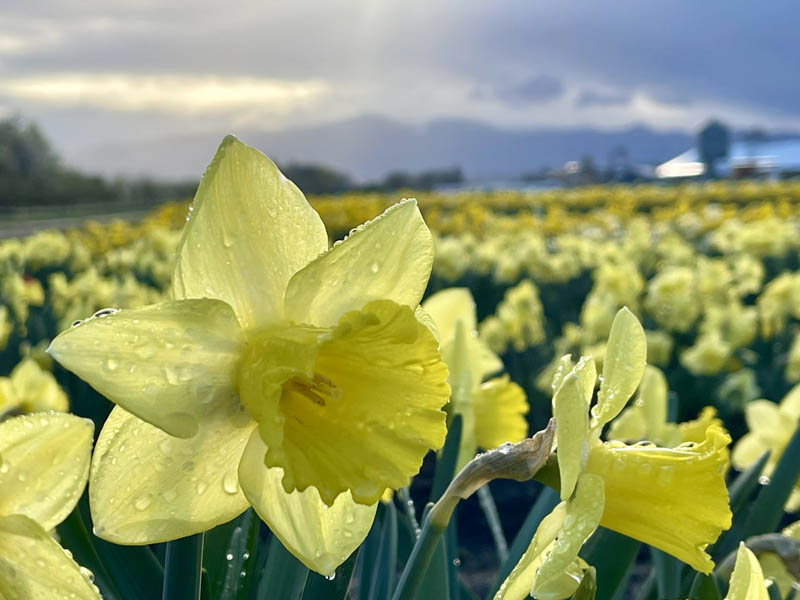 Daffodils at Tulip Valley Farms
