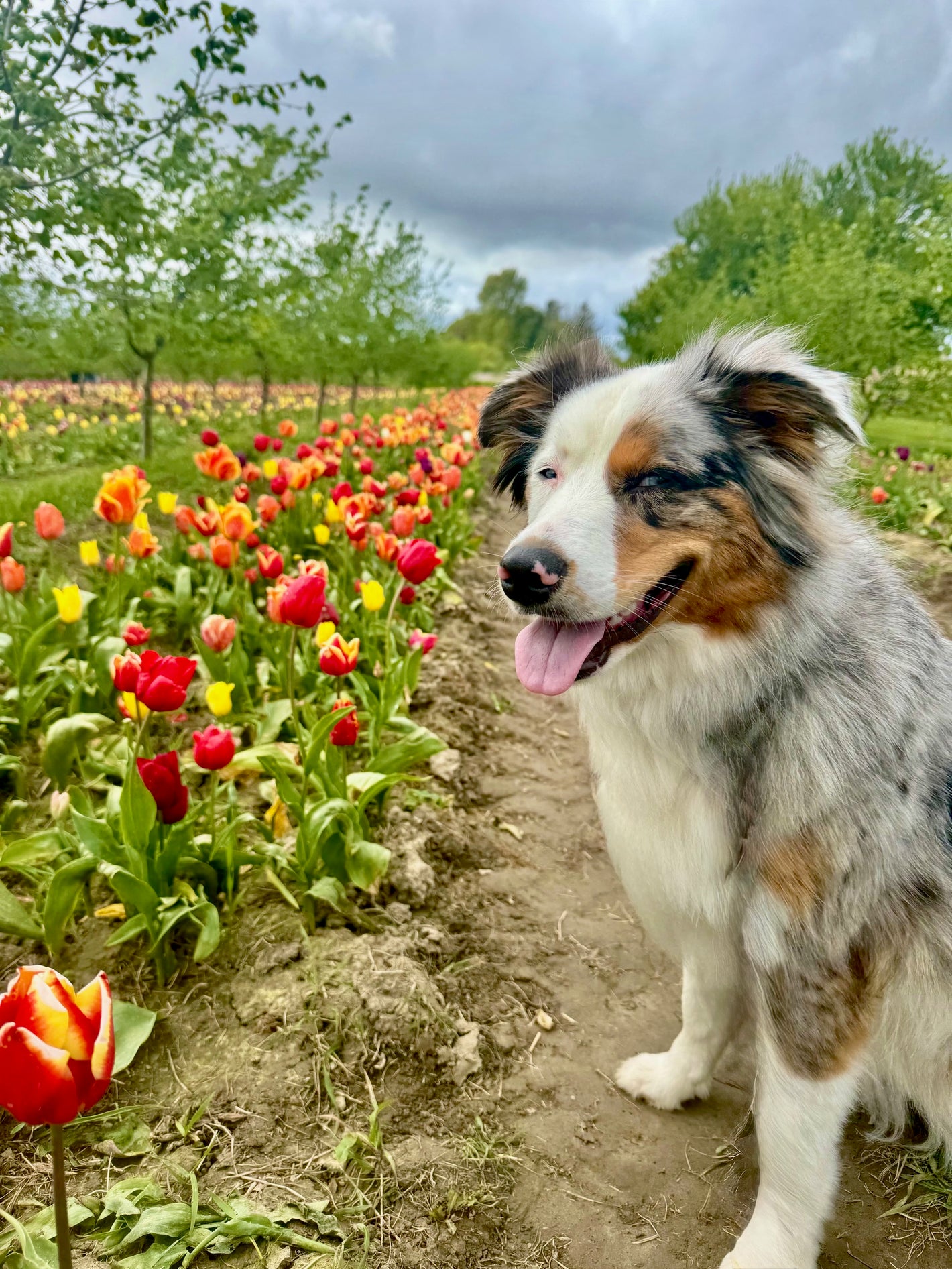 Dog standing in a field of tulips at Tulip Valley Farms