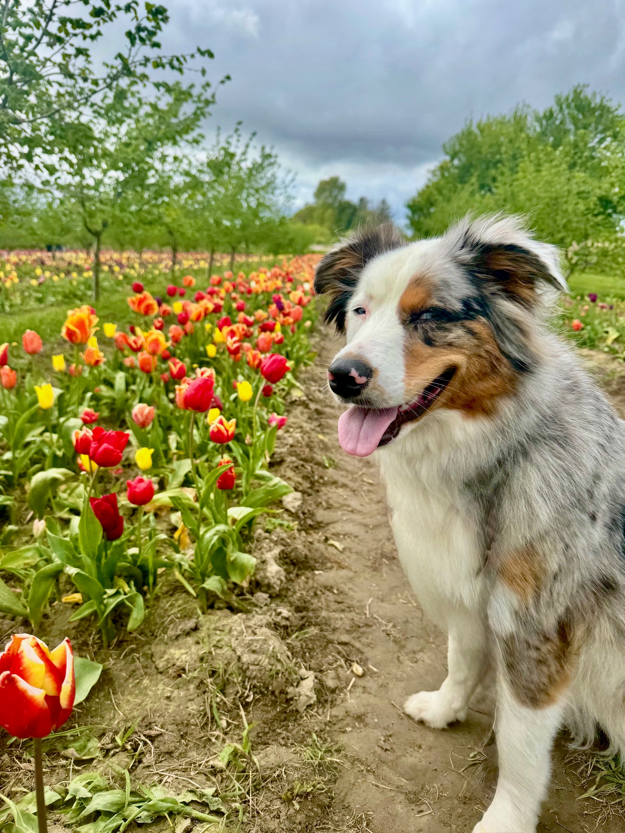Dog standing in a field of tulips at Tulip Valley Farms