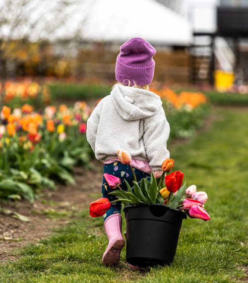 Tulip Valley Farms Buy Tickets