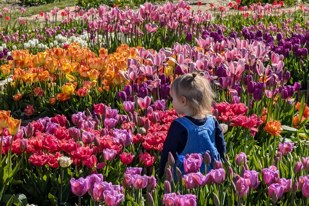 Child within the tulips at Tulip Valley Farms