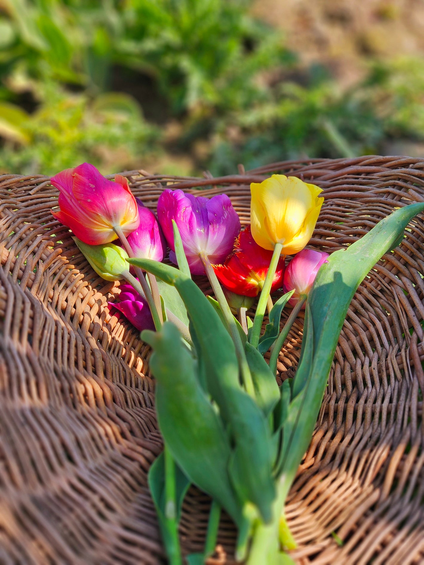 Tulips in a basket at Tulip Valley Farms