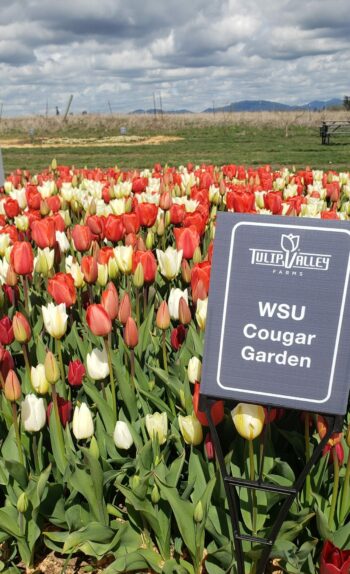 Tulip Valley Farms Signature WSU Cougar Tulip Mix