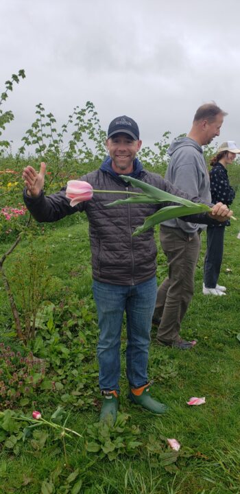 Giant pink Salmon Impression tulip