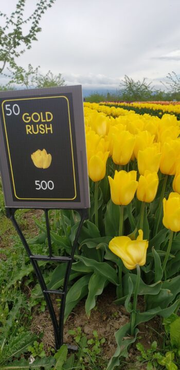 Gold Rush yellow tulips