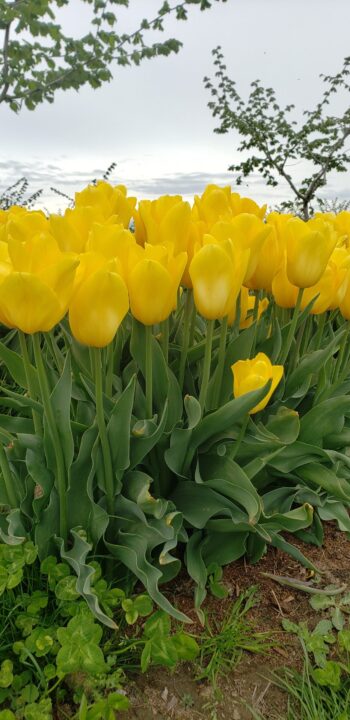 Yellow tulips