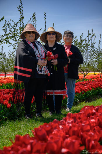 Three Native American women standing on grass row of tulip field surrounded by tulips holding red tulips