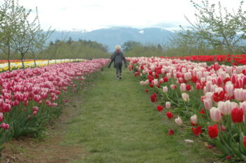 Child walking down grass row with red and pink tulips on either side and mountains in background.