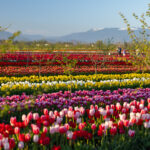 Rainbow tulip field at sunset with orchard trees and mountains