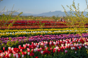 Rainbow tulip field at sunset with orchard trees and mountains