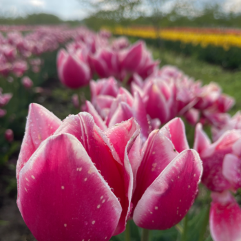 Leo Visser pink and white tulips with dew