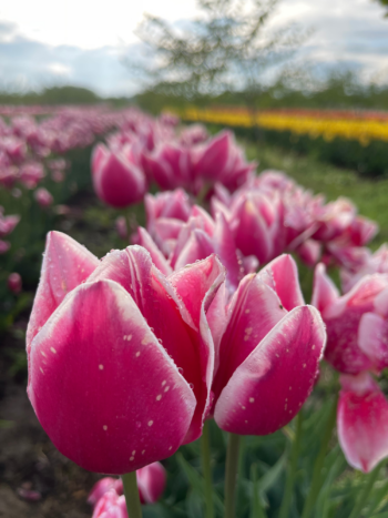 Leo Visser pink and white tulips with dew