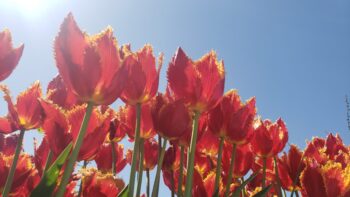 Fabio tulips are red with yellow fringe at the edges