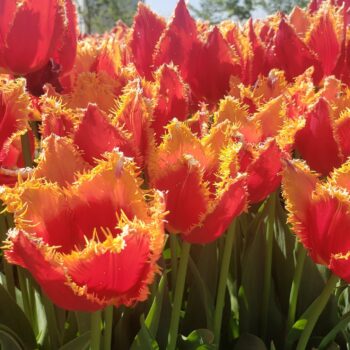 Fabio tulips that are red with yellow fringe on edge of petals.