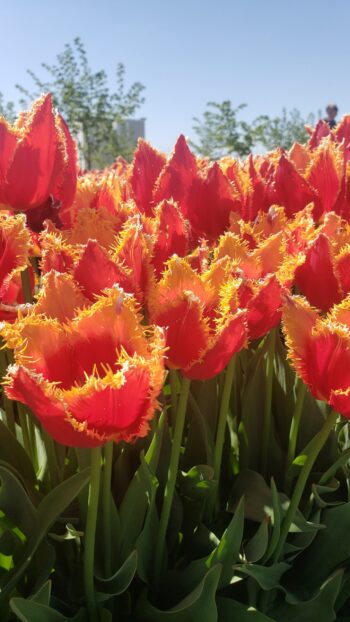 Fabio tulips that are red with yellow fringe on edge of petals.