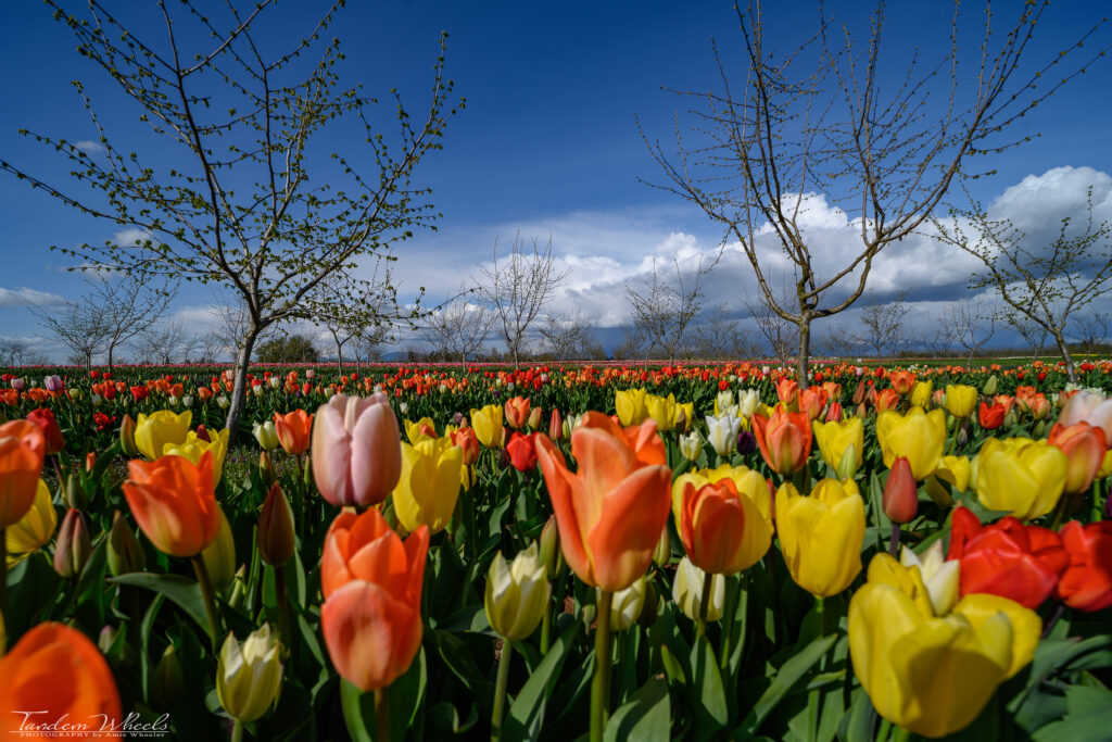 Orange and yellow tulips.