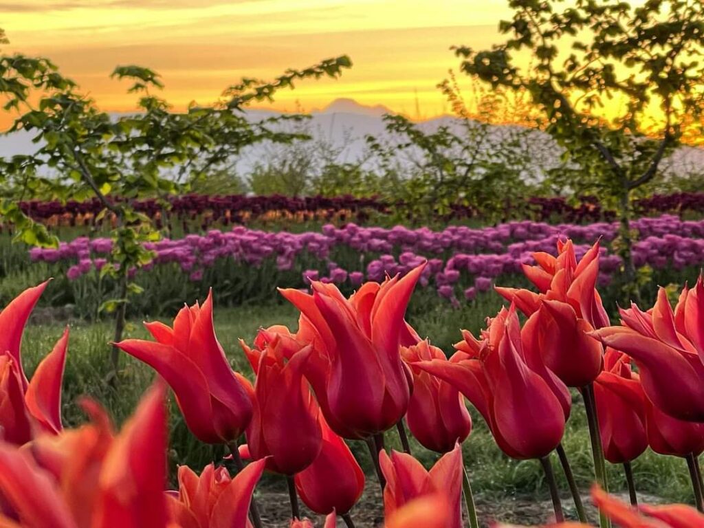 Tulip field at sunrise with mountains in background and red ballerina tulips