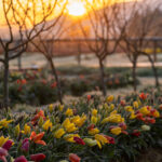 Row of colorful tulips in orchard with bridge at sunrise.