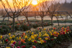 Row of colorful tulips in orchard with bridge at sunrise.