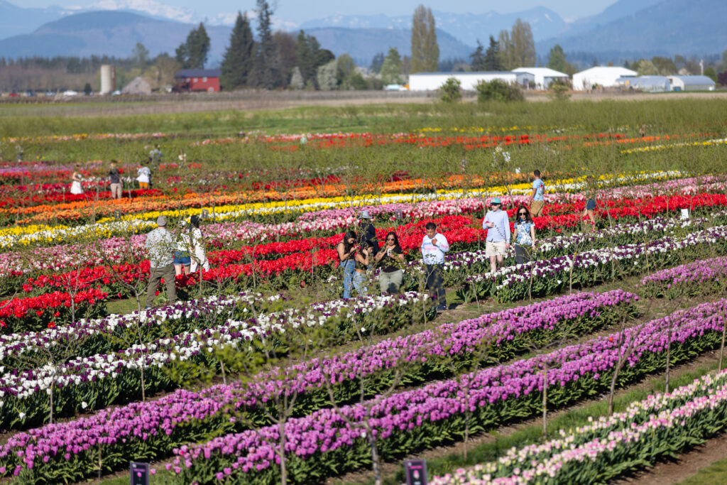 Colorful tulip field in at Tulip Valley Farms in Skagit Valley, Washington