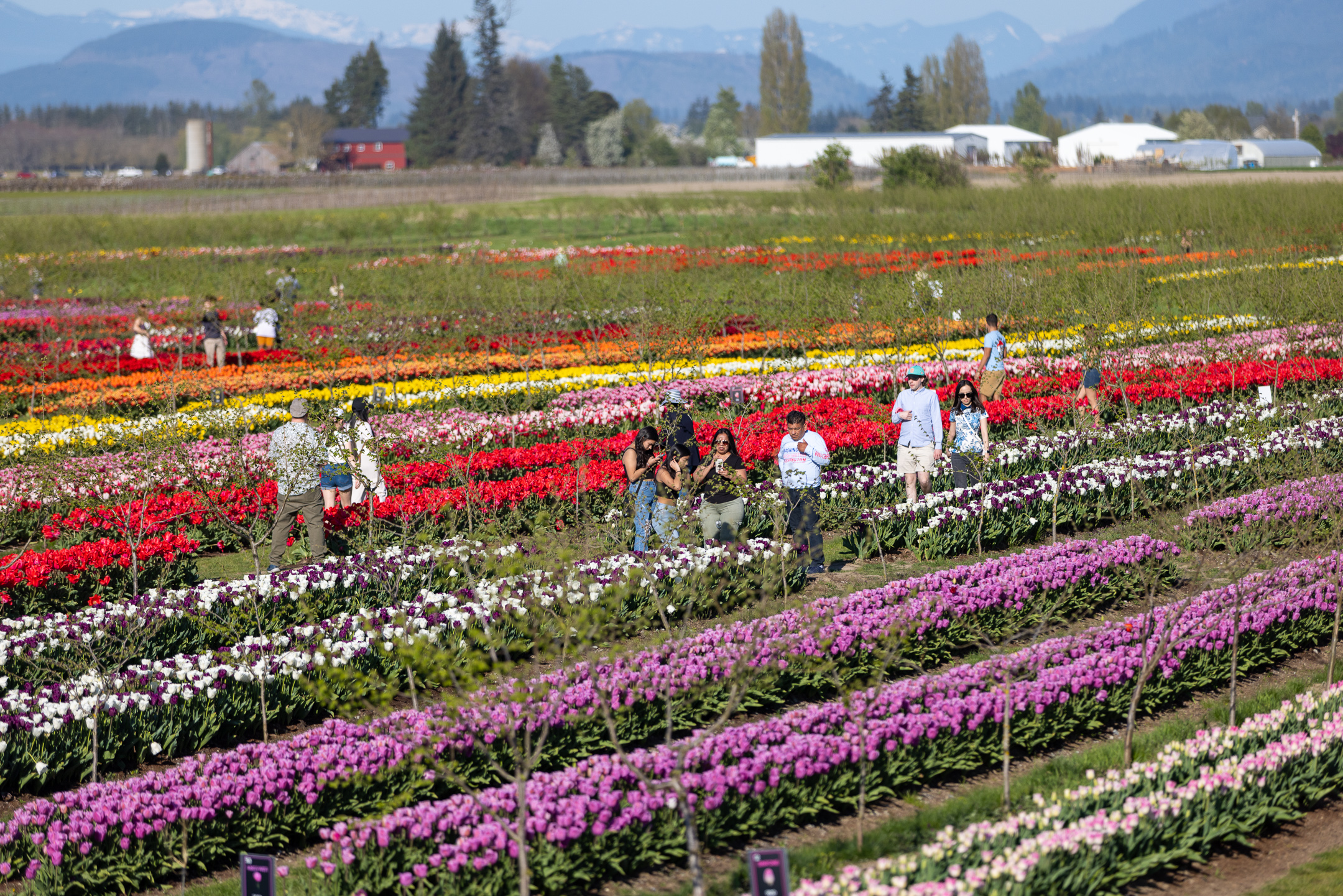 Home - Tulip Valley