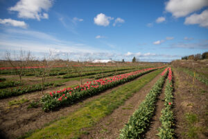 Tulip Valley Farms