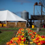 Rows of multi colored tulips