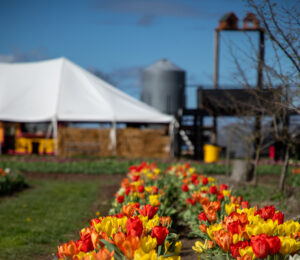 Rows of multi colored tulips