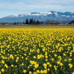 Daffodil field