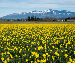 Daffodil field