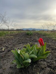 Healthy red tulip in field