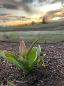 Single tulip beginning to grow at sunrise