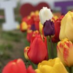 Multi colored tulips