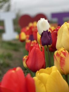 Multi colored tulips