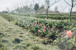 Tulip Valley Farms tulips