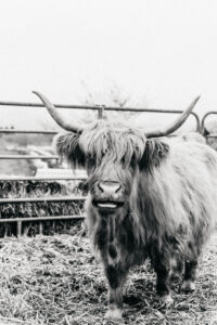 Scottish Highland Cow