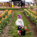 Child with bucket of tulips