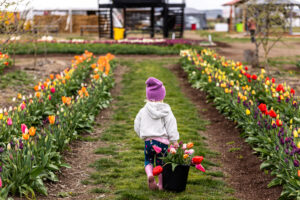 Child with bucket of tulips