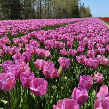 Purple tulips