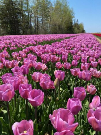 Purple tulips