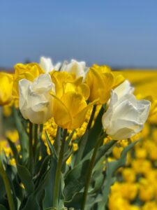 yellow and white tulip mix