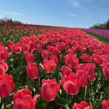 Sugar Bush pink tulip