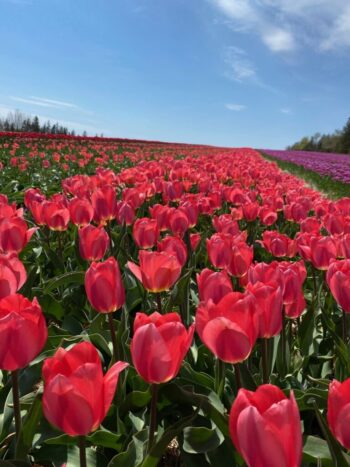 Sugar Bush pink tulip