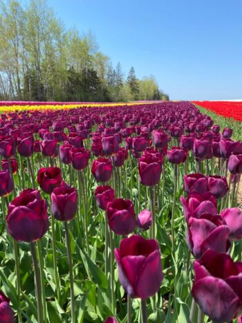 Sugar Shack purple tulip