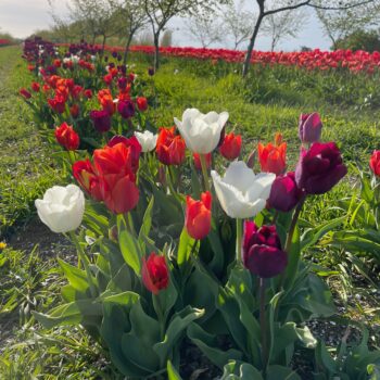 Red white & bloom mix